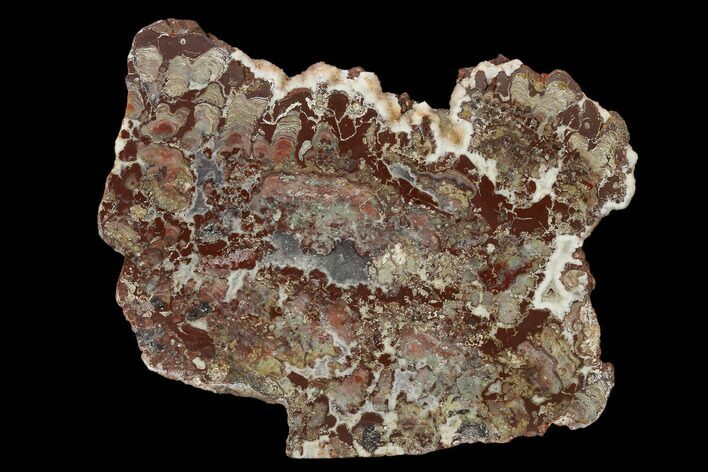 Polished, Cambrian Stromatolite (Madiganites) - Australia #150688